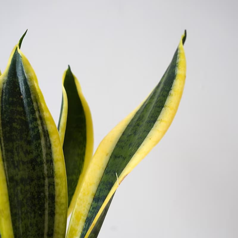 【竒植花物】虎尾蘭 陶瓷盆栽 室內觀賞植物 綠化盆栽植栽