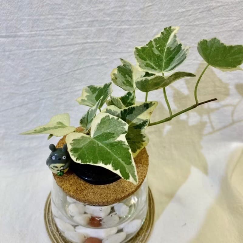 蕨美植栽 室內辦公室水耕植栽-常春藤+弧形玻璃瓶