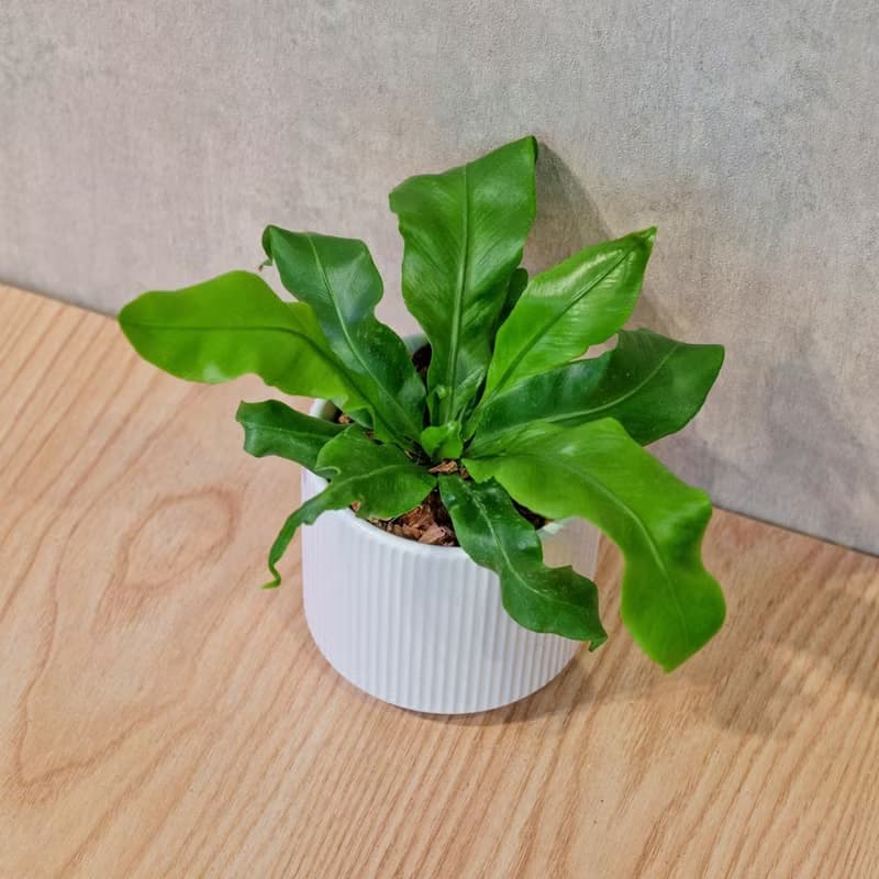 山蘇 莫蘭迪色系直紋陶盆 室內植物 觀葉植物 禮物 盆栽 交換禮物