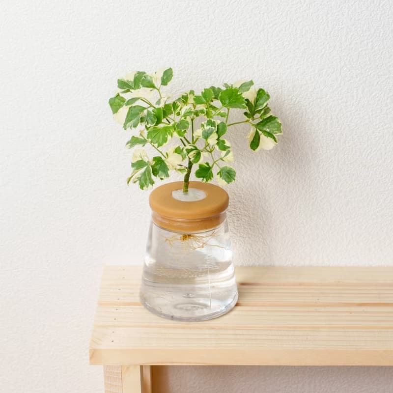 花葉福祿桐 三角水耕盆栽 室內植物 觀葉植物 禮物 水培