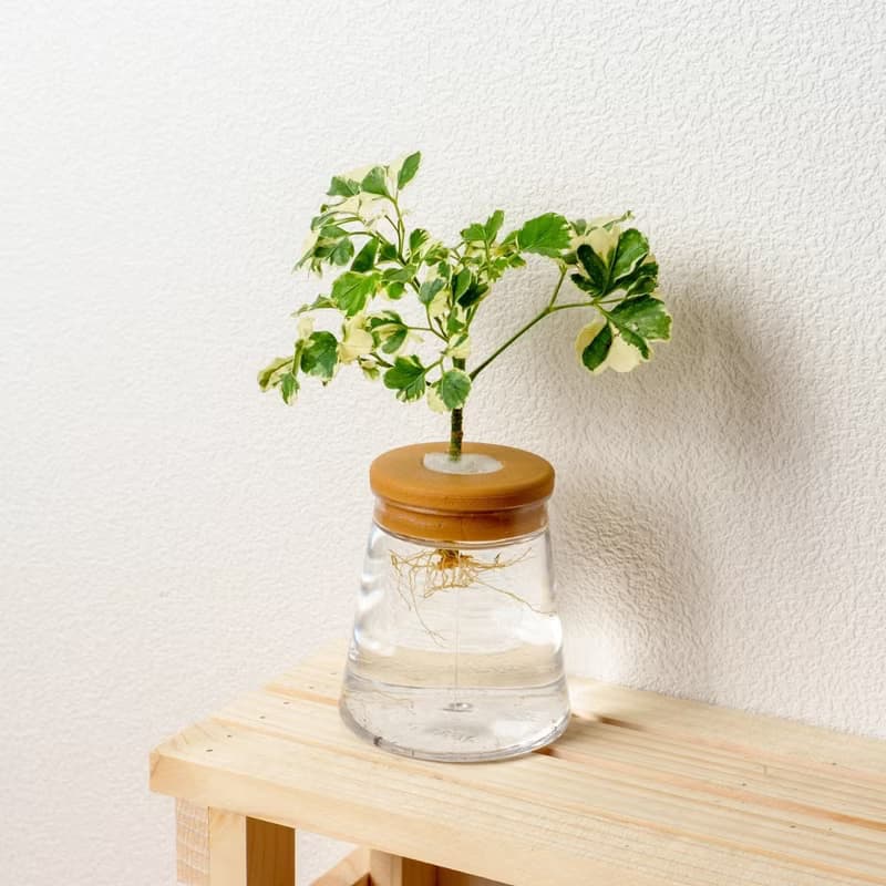 花葉福祿桐 三角水耕盆栽 室內植物 觀葉植物 禮物 水培