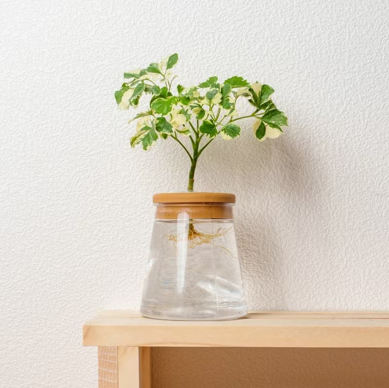 花葉福祿桐 三角水耕盆栽 室內植物 觀葉植物 禮物 水培