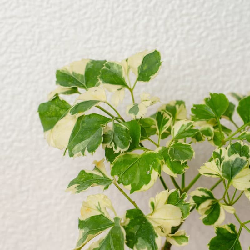 花葉福祿桐 三角水耕盆栽 室內植物 觀葉植物 禮物 水培