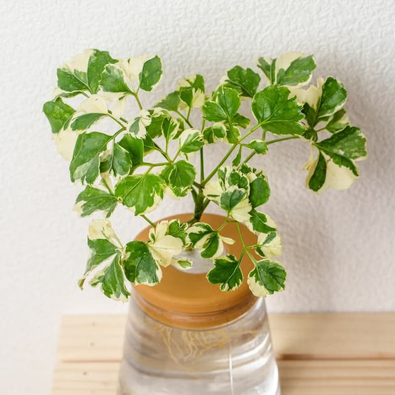 花葉福祿桐 三角水耕盆栽 室內植物 觀葉植物 禮物 水培
