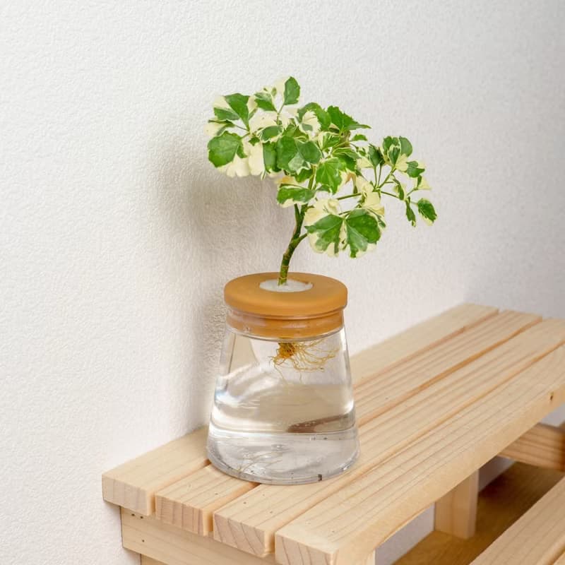 花葉福祿桐 三角水耕盆栽 室內植物 觀葉植物 禮物 水培