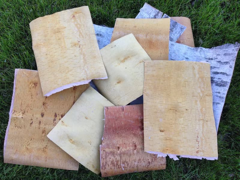 Birch bark sheets