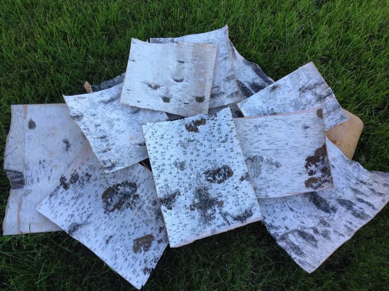 Birch bark sheets