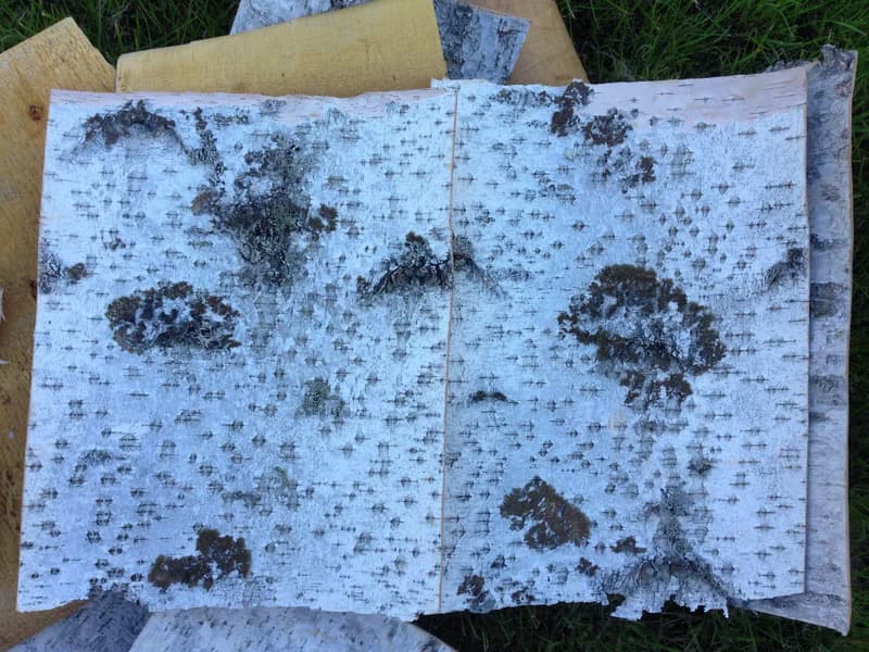 Birch bark sheets