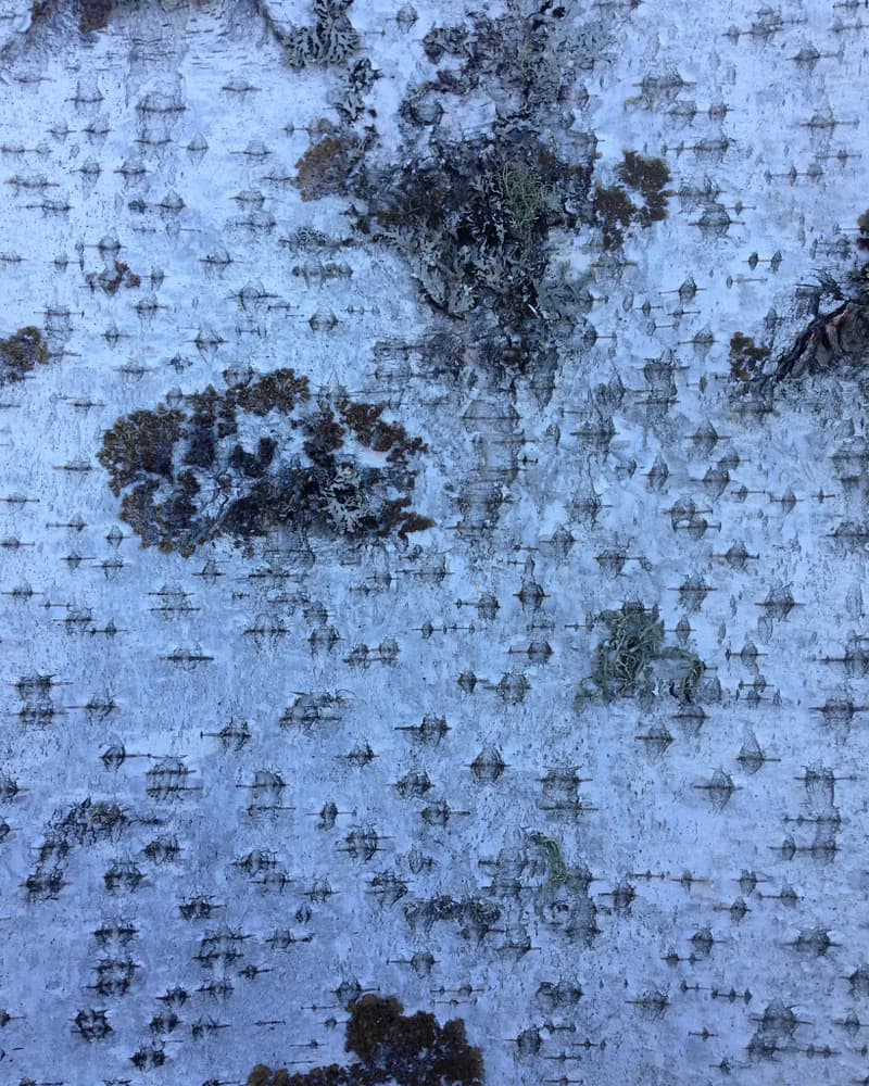 Birch bark sheets