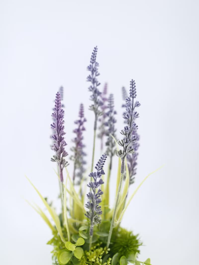 薰衣草日式陶盆香氛花禮/入厝禮/開幕/喬遷/送禮/植栽