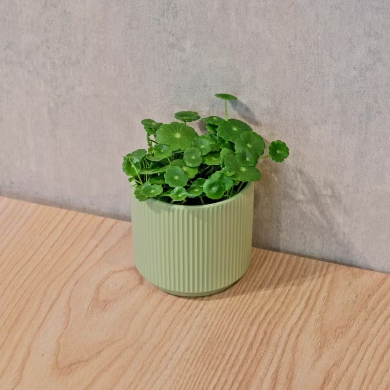 錢幣草 莫蘭迪色系直紋陶盆 室內植物 觀葉植物 禮物 盆栽