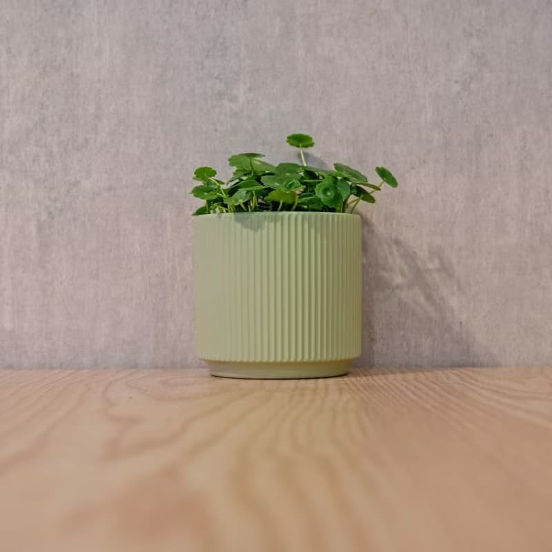 錢幣草 莫蘭迪色系直紋陶盆 室內植物 觀葉植物 禮物 盆栽