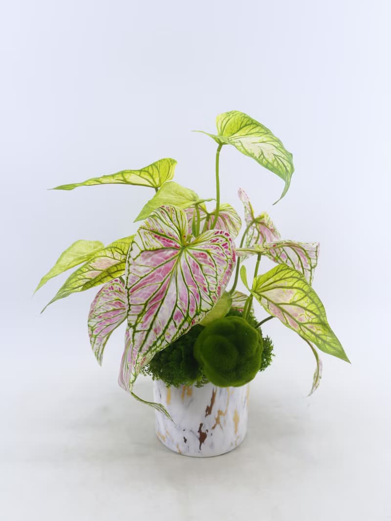 特級擬真彩葉芋觀葉盆栽/入厝禮/開幕/喬遷/送禮/植栽