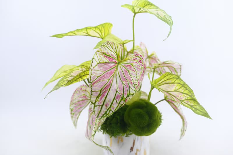 特級擬真彩葉芋觀葉盆栽/入厝禮/開幕/喬遷/送禮/植栽