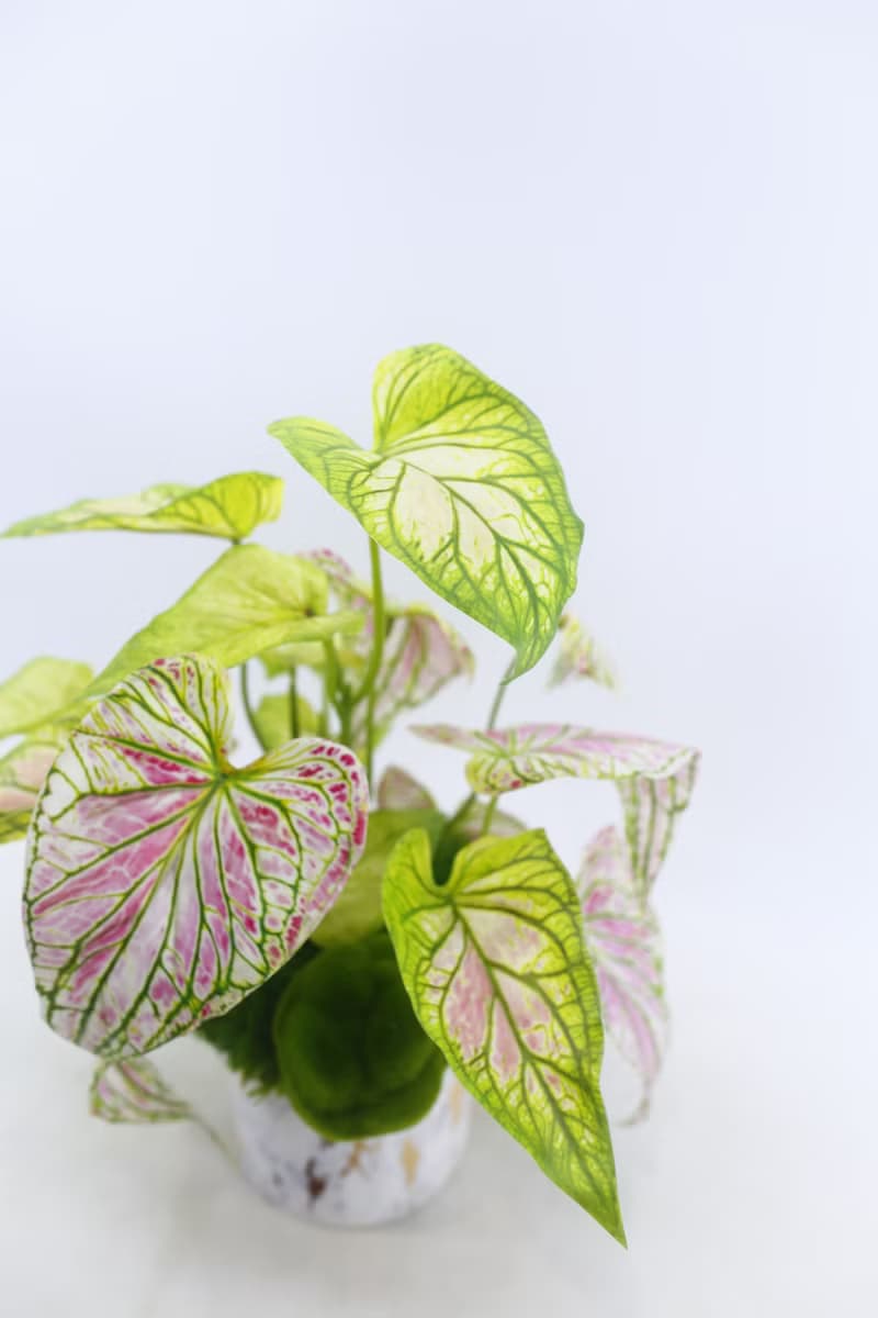特級擬真彩葉芋觀葉盆栽/入厝禮/開幕/喬遷/送禮/植栽