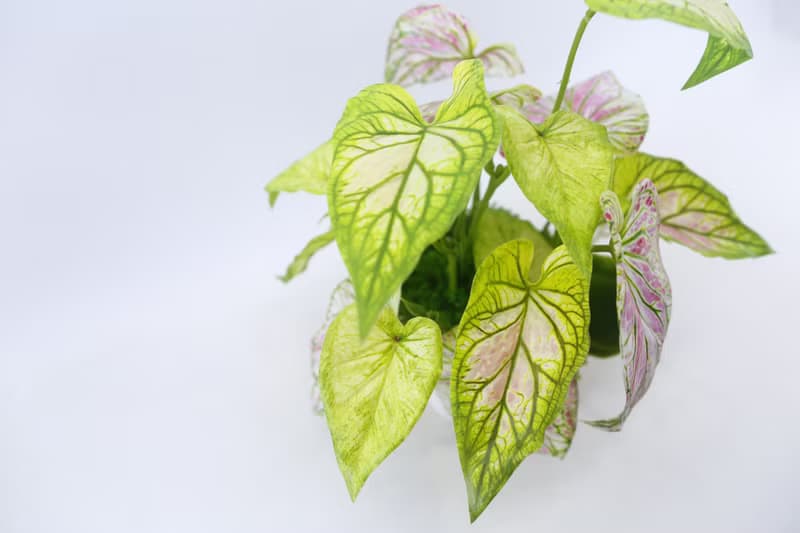 特級擬真彩葉芋觀葉盆栽/入厝禮/開幕/喬遷/送禮/植栽