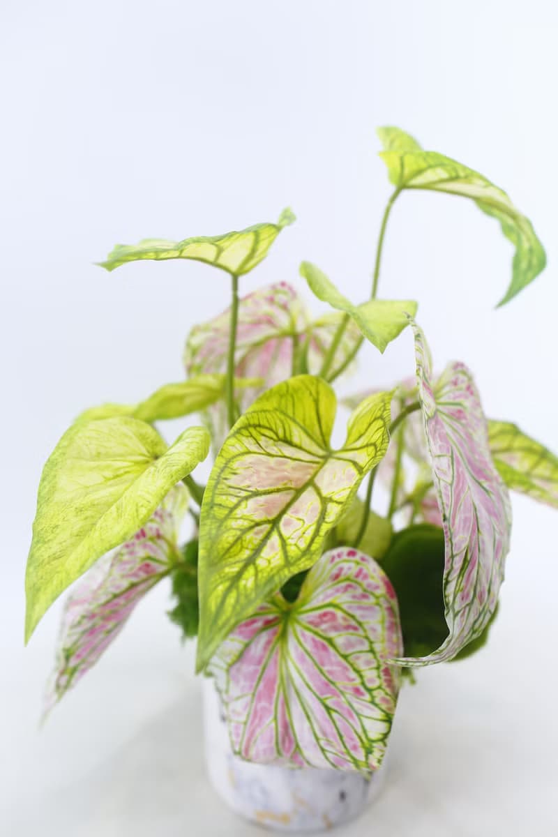 特級擬真彩葉芋觀葉盆栽/入厝禮/開幕/喬遷/送禮/植栽
