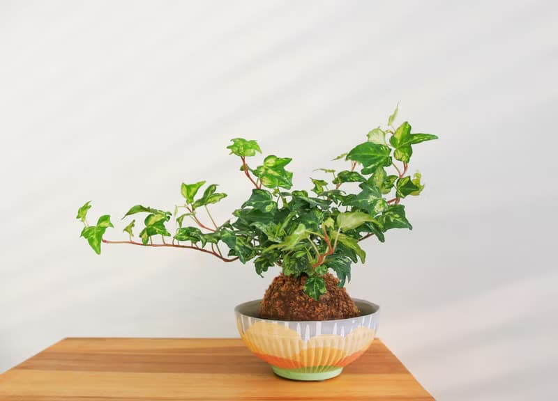 水泥花盆 •  黃花風鈴木