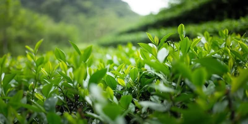 【迎賓禮贈品】台灣原葉袋茶綜合分享包(兩盒24入)