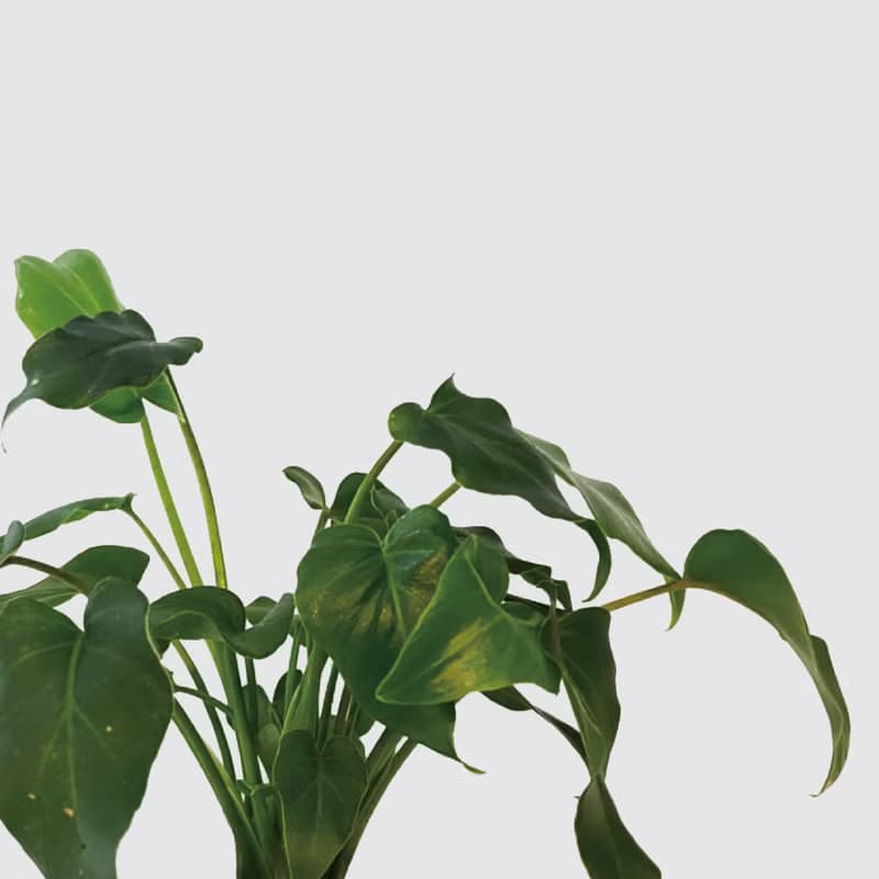 │ 方盆系列 │ 小天使蔓綠絨 - 廚浴植物 水耕盆栽 空氣淨化