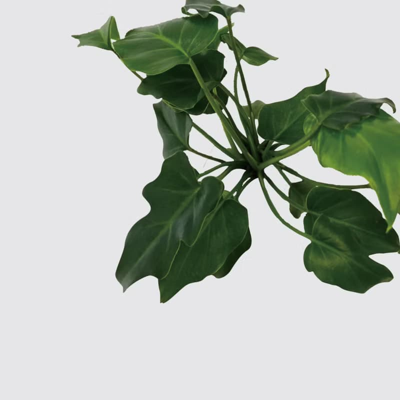 │ 方盆系列 │ 小天使蔓綠絨 - 廚浴植物 水耕盆栽 空氣淨化