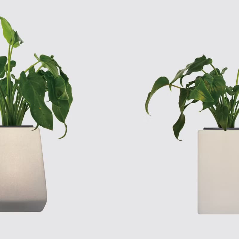 │ 方盆系列 │ 小天使蔓綠絨 - 廚浴植物 水耕盆栽 空氣淨化