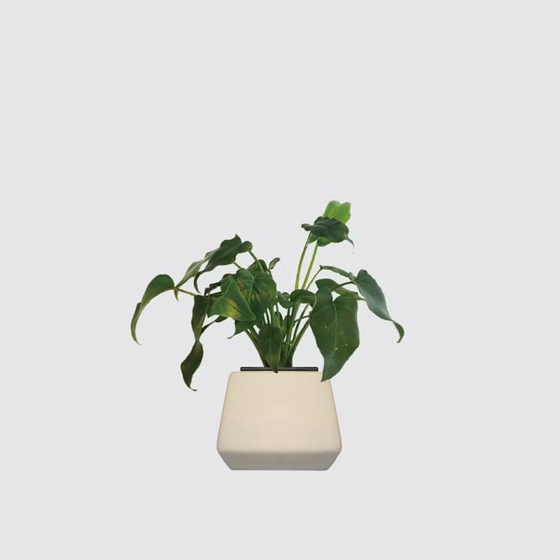 │ 方盆系列 │ 小天使蔓綠絨 - 廚浴植物 水耕盆栽 空氣淨化