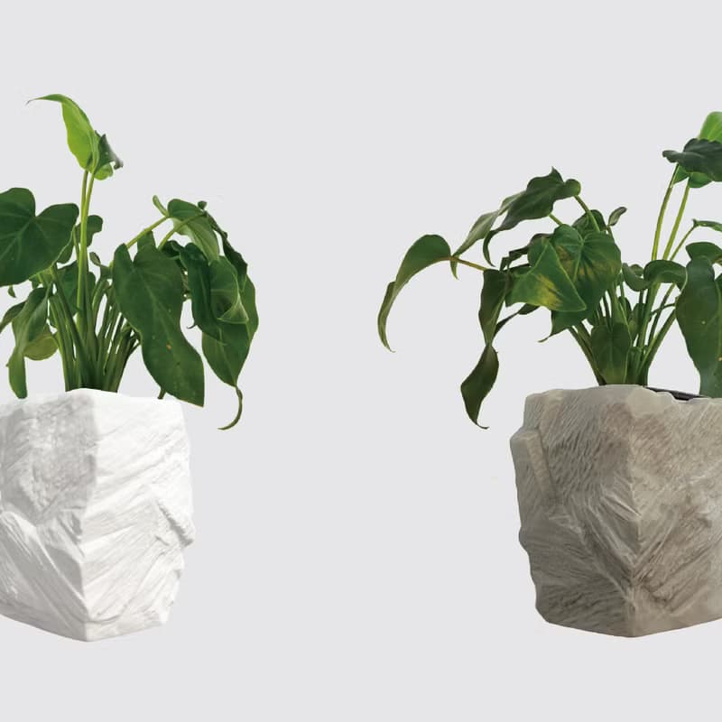 │ 方盆系列 │ 小天使蔓綠絨 - 廚浴植物 水耕盆栽 空氣淨化