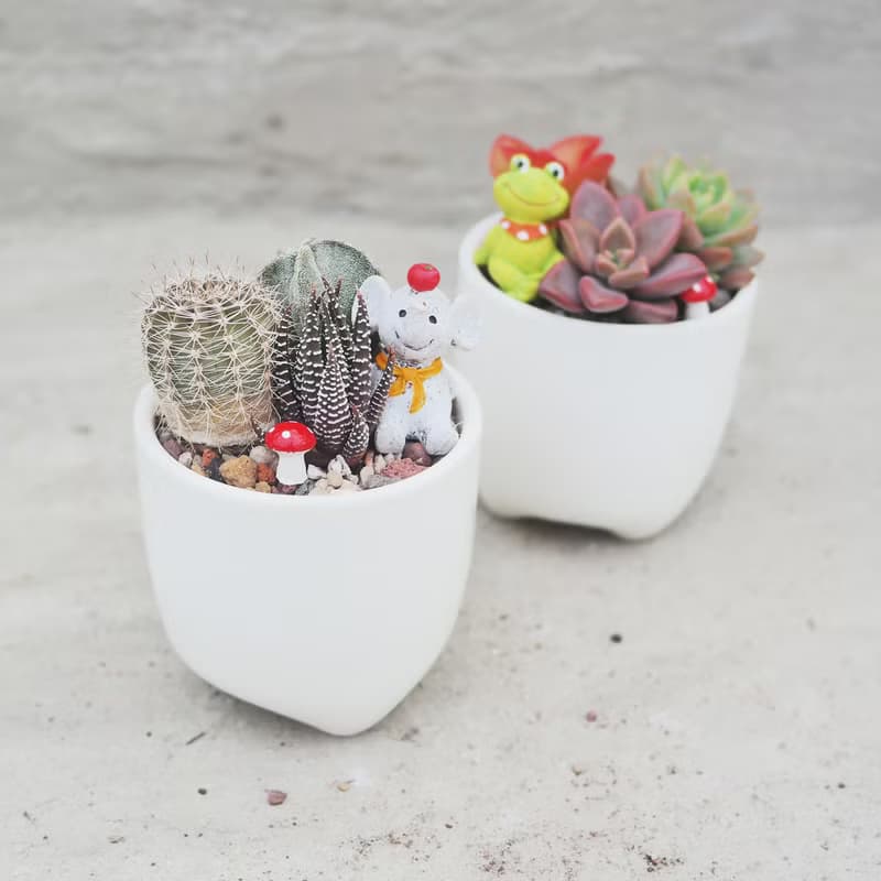 【荳荳多肉】【白瓷三角植栽組合】喬遷│送禮│升遷│多肉植物