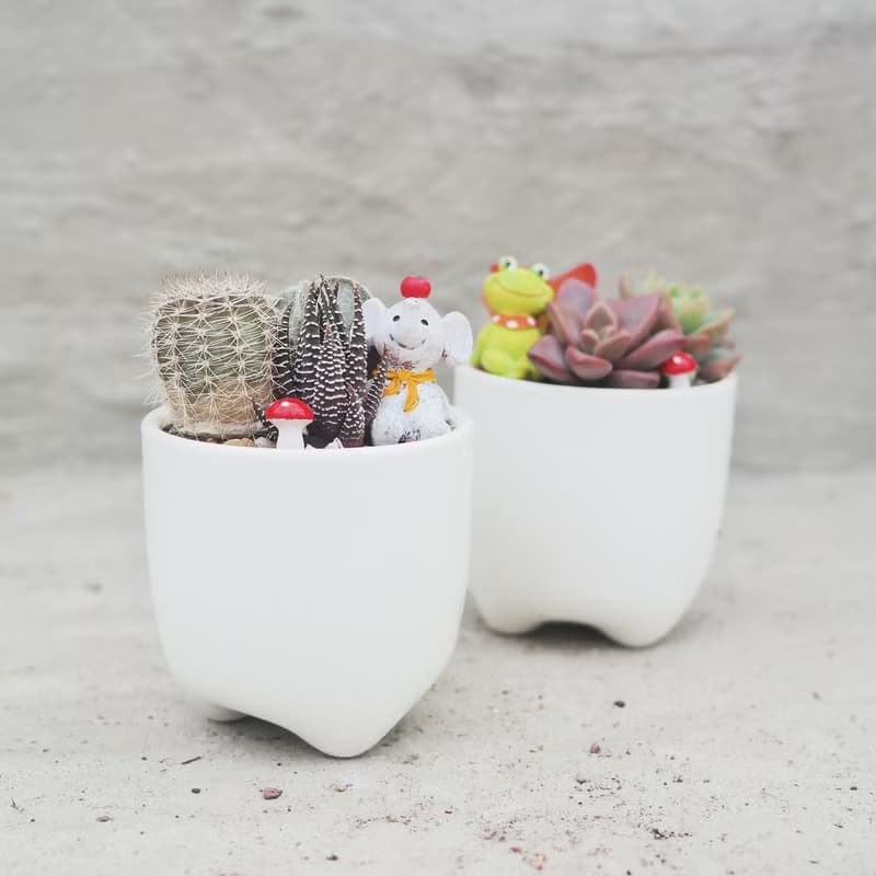 【荳荳多肉】【白瓷三角植栽組合】喬遷│送禮│升遷│多肉植物