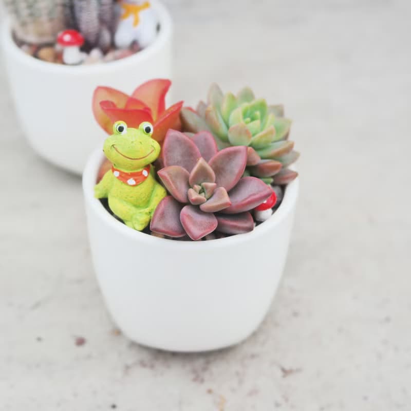 【荳荳多肉】【白瓷三角植栽組合】喬遷│送禮│升遷│多肉植物