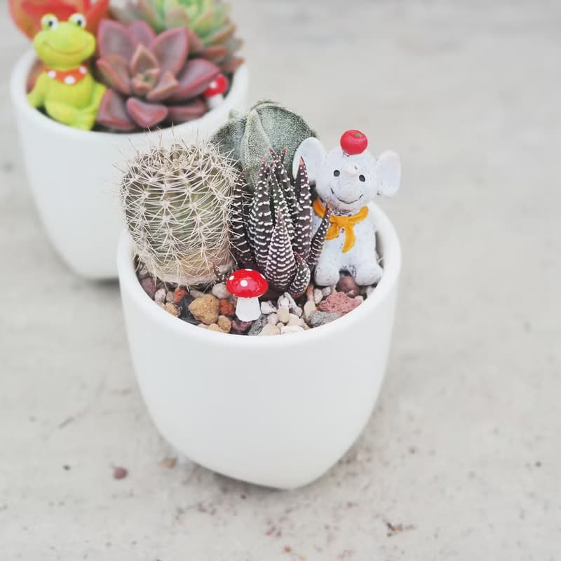 【荳荳多肉】【白瓷三角植栽組合】喬遷│送禮│升遷│多肉植物