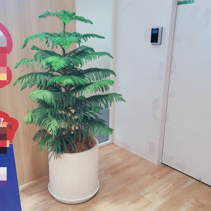 開幕送禮首選-南洋杉