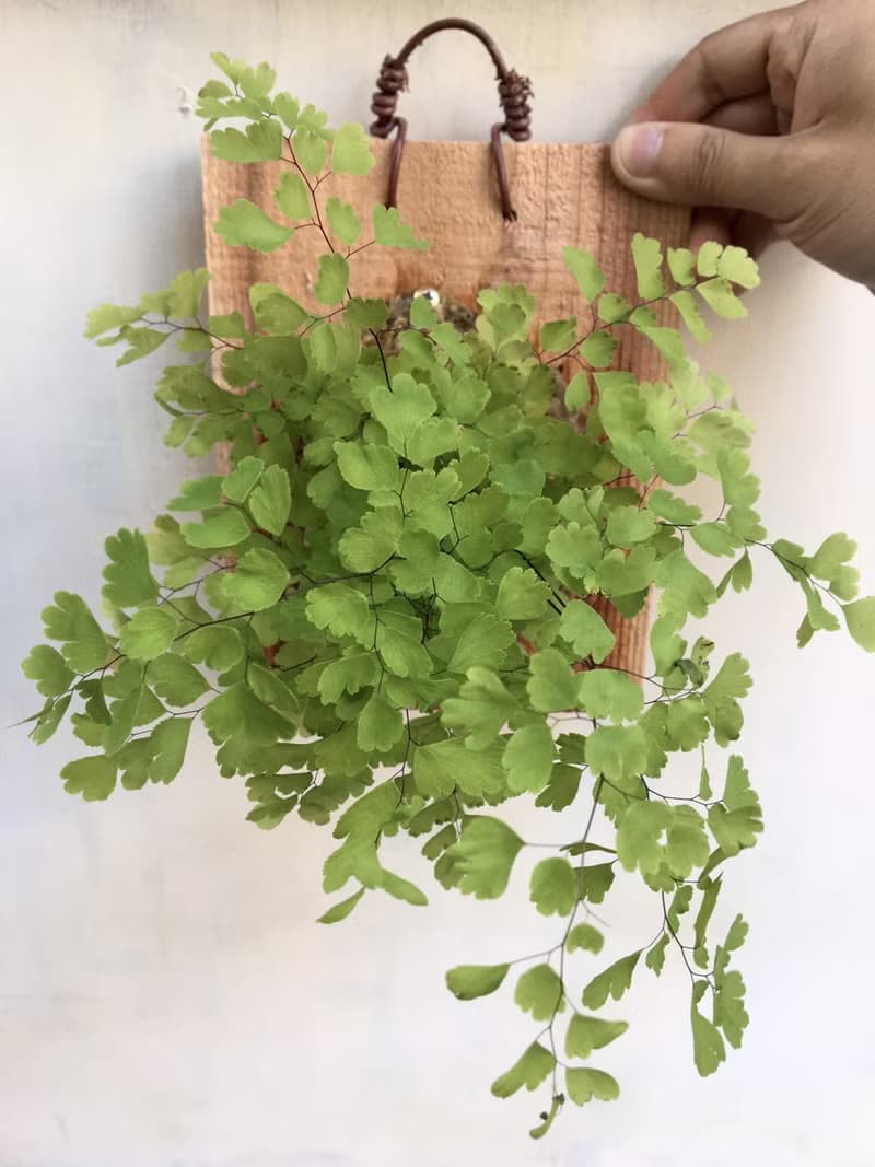 【鐵線蕨】植物上板 情人節禮物 生日禮物 觀葉植物 室內植物