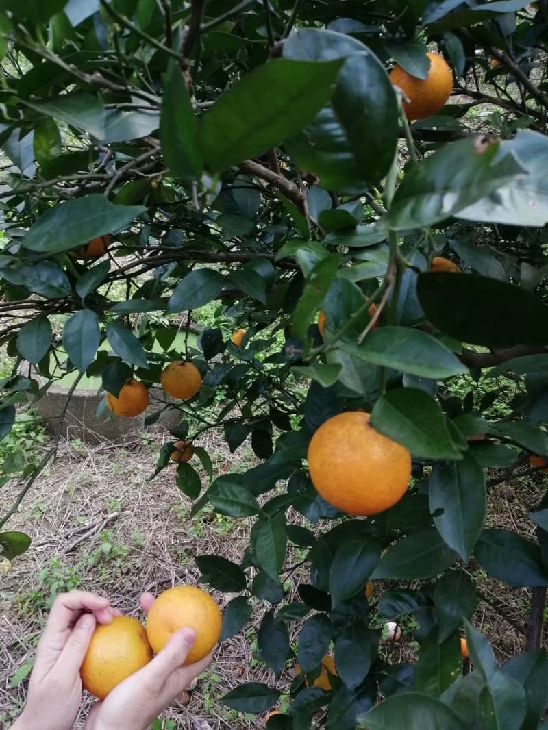 天然酵素洗潔液 洗碗 洗奶瓶 洗蔬果