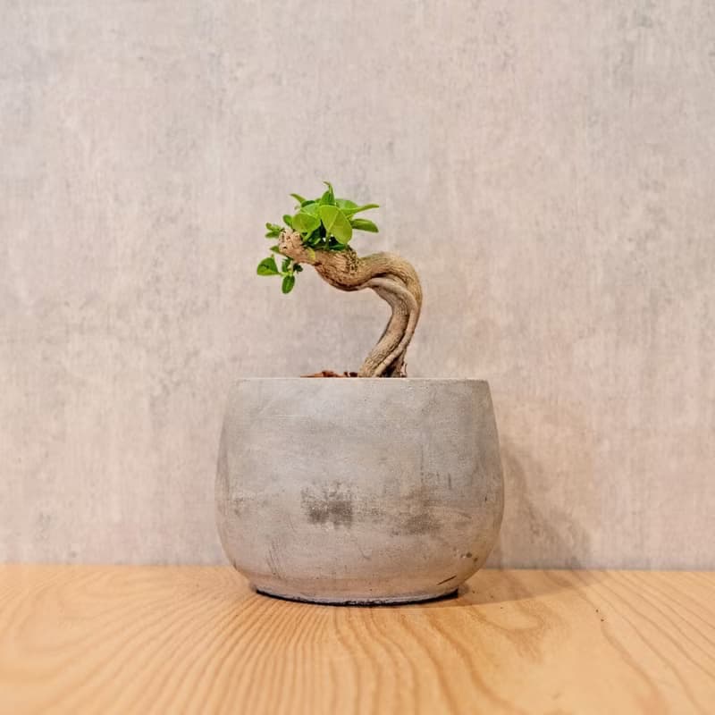 壽娘子 5寸水泥盆圓潤圖形風格 桌上型室內植物推薦 巧繪網植物館