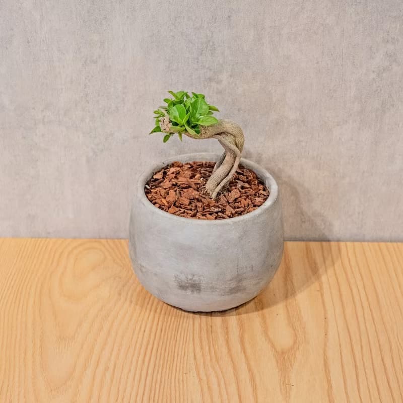 壽娘子 5寸水泥盆圓潤圖形風格 桌上型室內植物推薦 巧繪網植物館