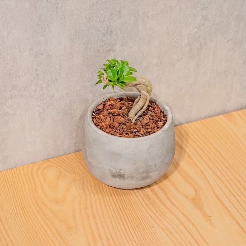 壽娘子 5寸水泥盆圓潤圖形風格 桌上型室內植物推薦 巧繪網植物館