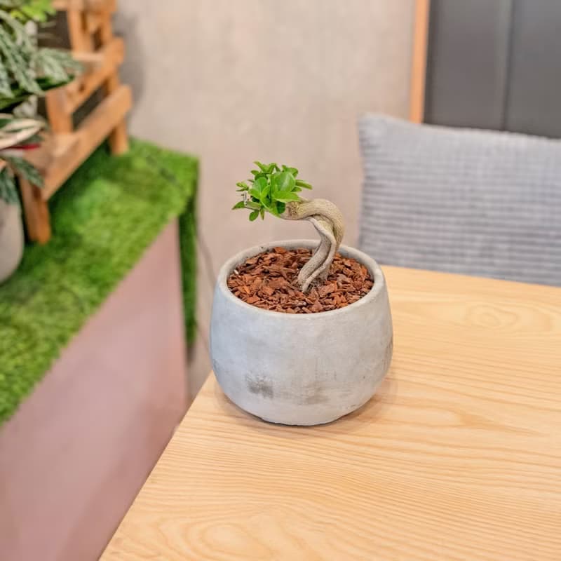 壽娘子 5寸水泥盆圓潤圖形風格 桌上型室內植物推薦 巧繪網植物館