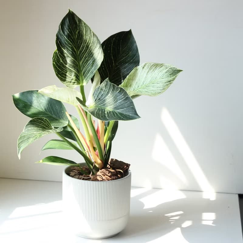 植栽 盆栽 l 柏金曼綠絨 低調高雅大方送禮 室內植物 辦公室盆栽