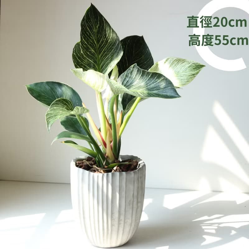 植栽 盆栽 l 柏金曼綠絨 低調高雅大方送禮 室內植物 辦公室盆栽