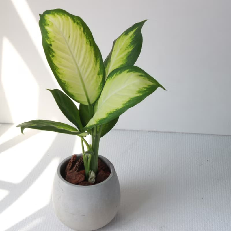 植栽 盆栽 l 瑪莉安黛粉葉 百搭胖U水泥盆  朝氣綠白大葉 強散光