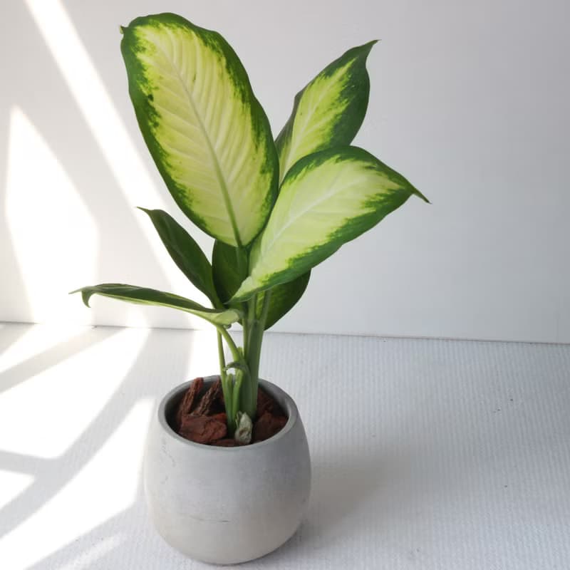 植栽 盆栽 l 瑪莉安黛粉葉 百搭胖U水泥盆  朝氣綠白大葉 強散光