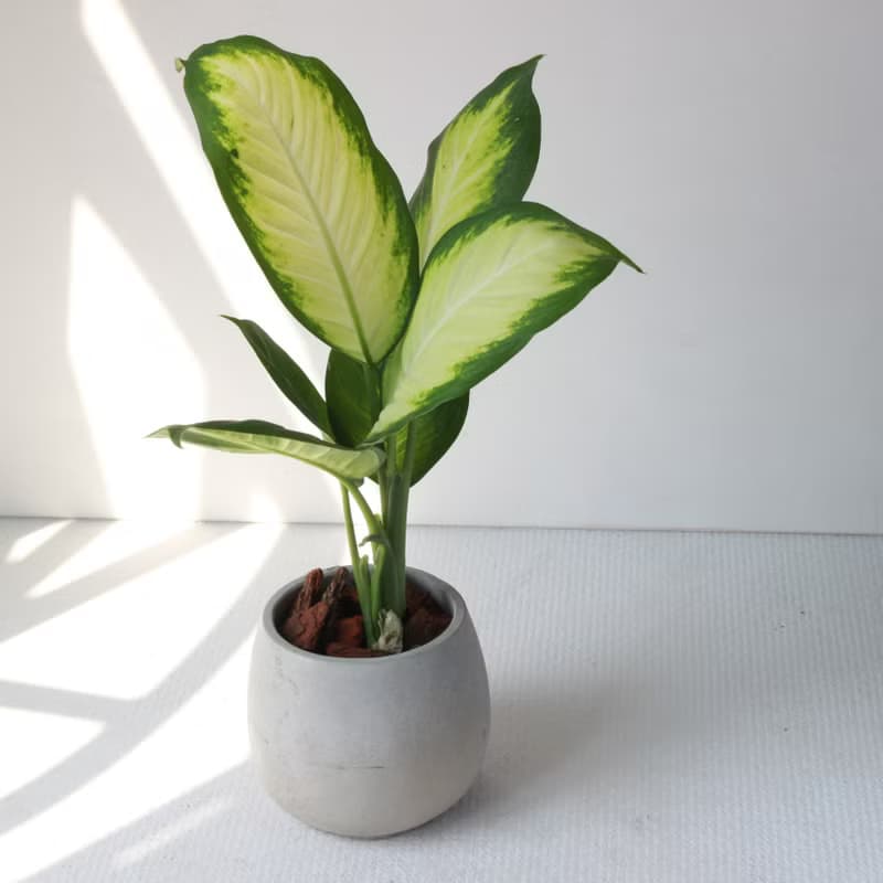 植栽 盆栽 l 瑪莉安黛粉葉 百搭胖U水泥盆  朝氣綠白大葉 強散光