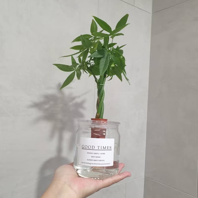 植栽 室內盆栽 植物 發財樹 水耕 室內盆栽