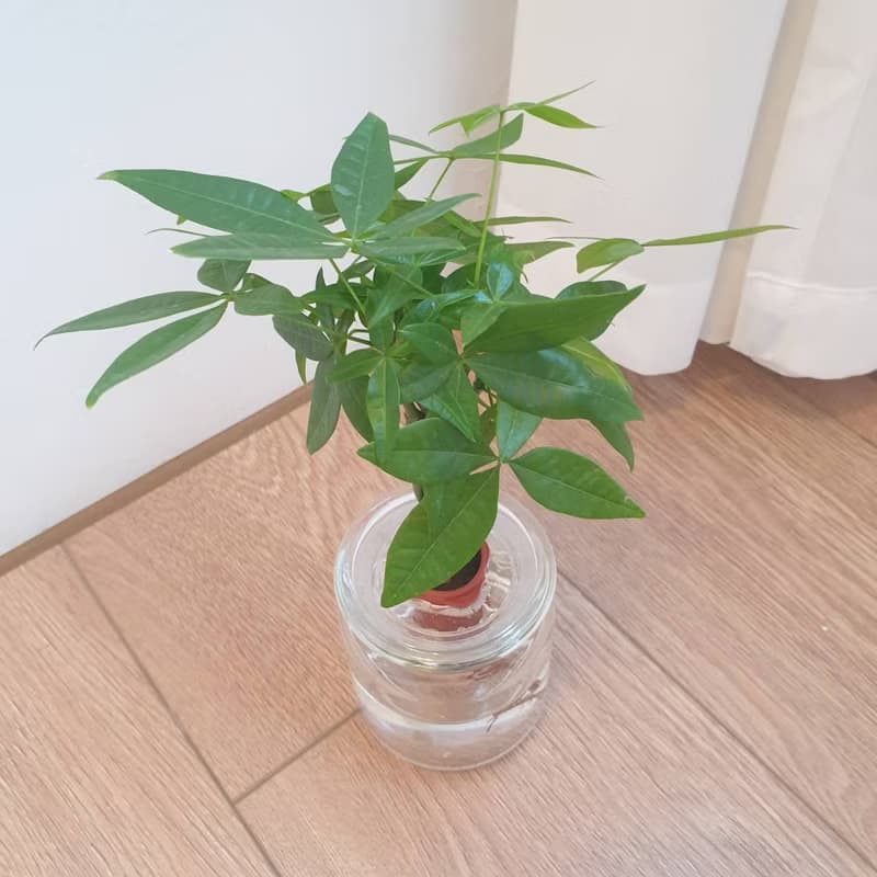 植栽 室內盆栽 植物 發財樹 水耕 室內盆栽