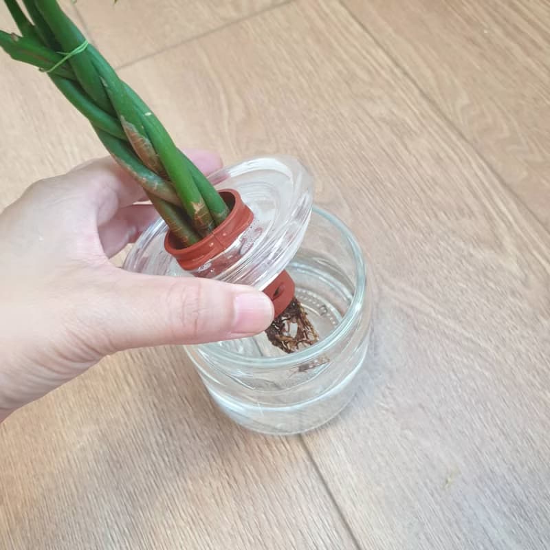 植栽 室內盆栽 植物 發財樹 水耕 室內盆栽
