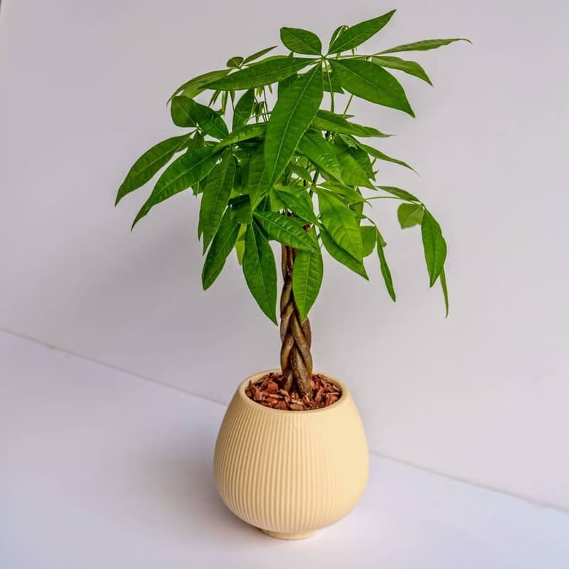 馬拉巴栗 線條圓陶盆淺黃色 窄口 桌上型盆栽 開幕送禮 喬遷禮物