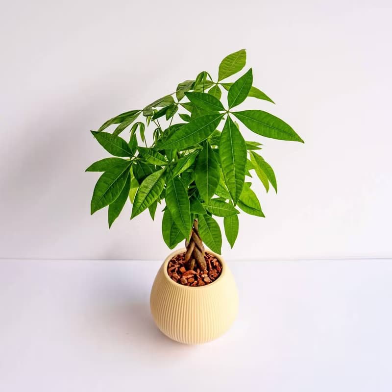 馬拉巴栗 線條圓陶盆淺黃色 窄口 桌上型盆栽 開幕送禮 喬遷禮物