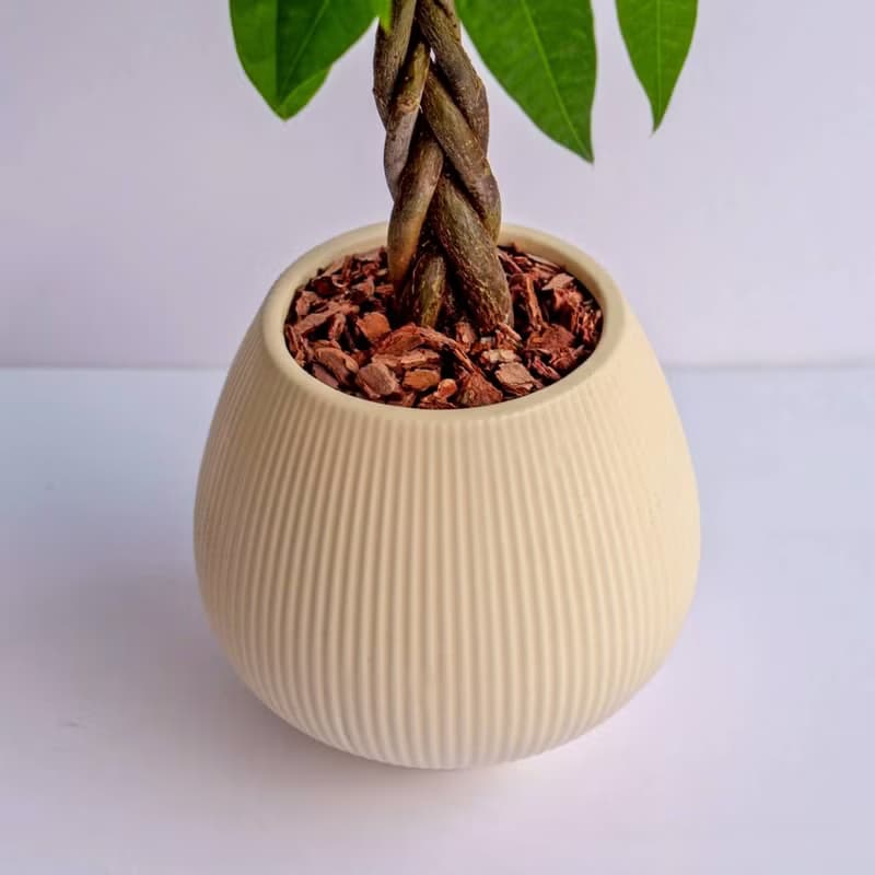 馬拉巴栗 線條圓陶盆淺黃色 窄口 桌上型盆栽 開幕送禮 喬遷禮物